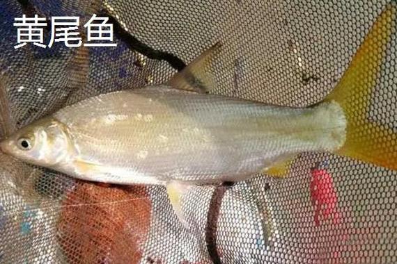 黃尾魚和紅尾魚區別_黃尾魚和土鯪魚的區別_黃尾魚紅尾魚分類特征分布習性