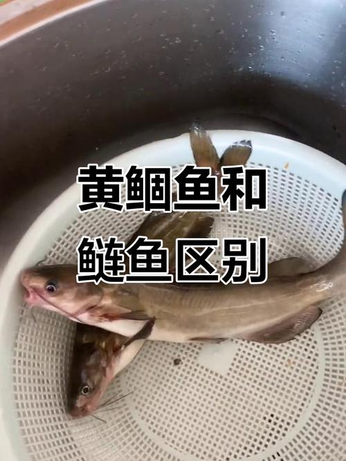 黃尾魚釣位選擇_黃尾魚習性_黃尾魚和土鯪魚的區別