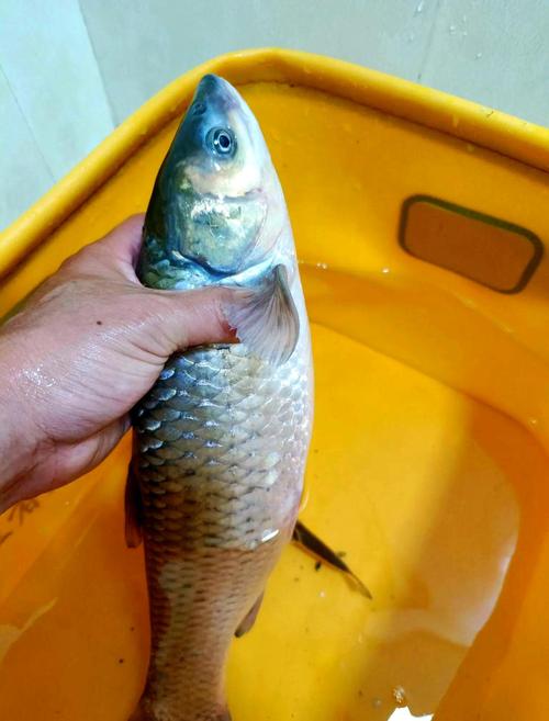 秋天釣草魚用什么餌料好_秋季釣魚活餌使用_秋季釣魚深淺選擇