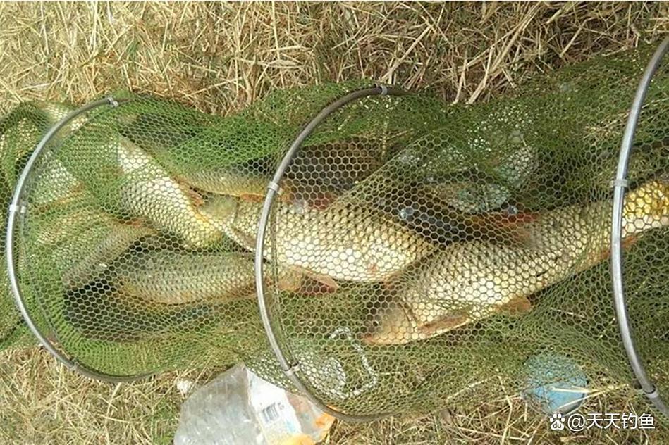 秋天釣草魚用什么餌料好_秋季釣魚深淺選擇_秋季釣魚活餌使用