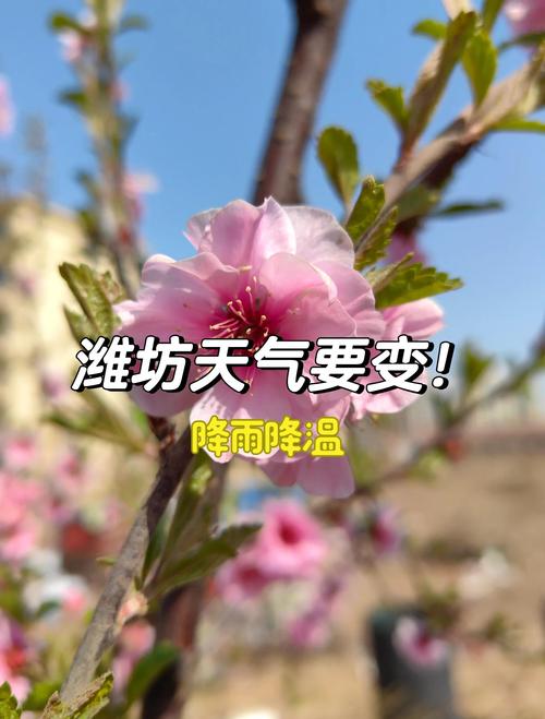 濰坊天氣預報_濰坊雨雪天氣_濰坊天氣預報