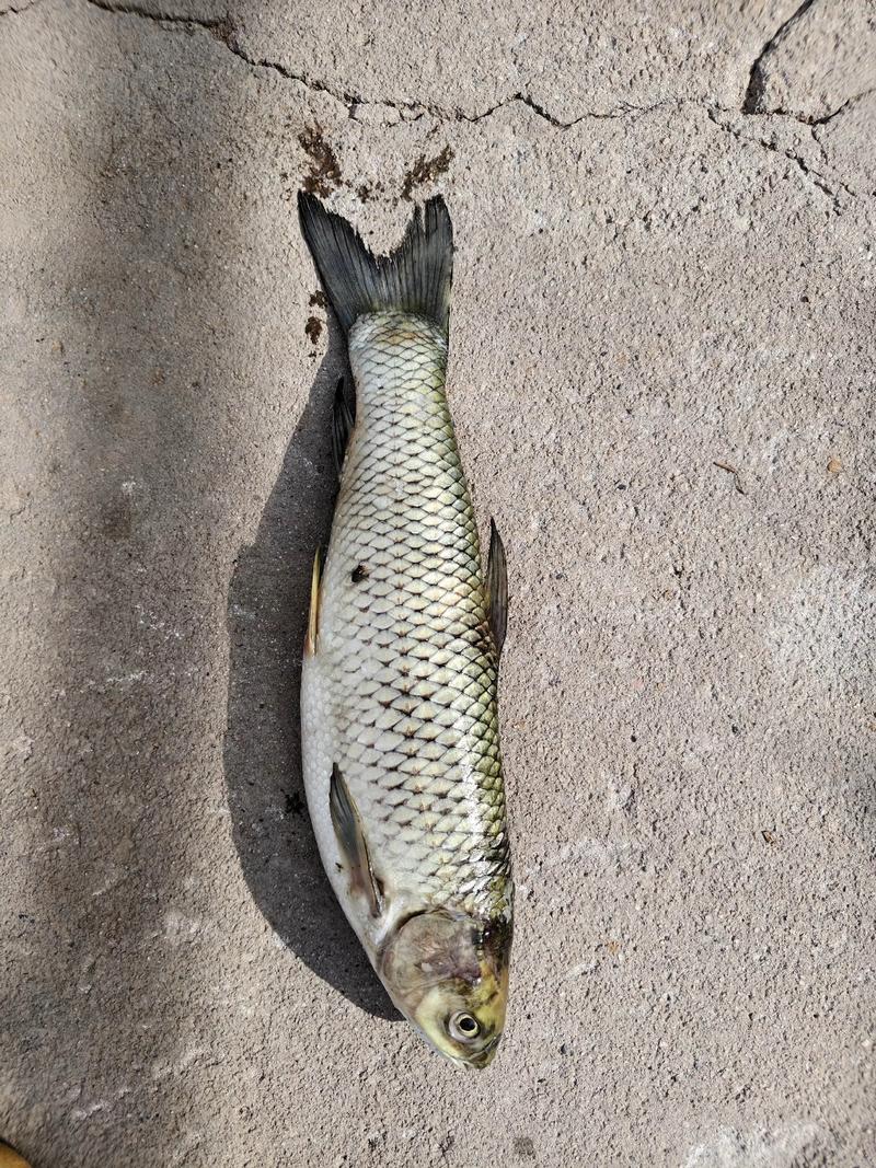 嫩玉米餌料配方_夏季釣草魚_秋天夜釣草魚用什么餌料好