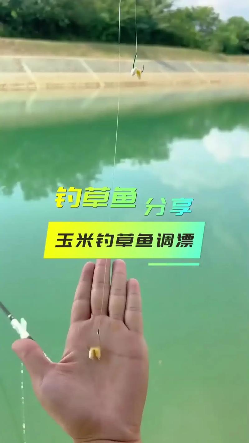 野釣草魚技巧_草魚習性規律_秋天釣草魚用什么餌最好釣