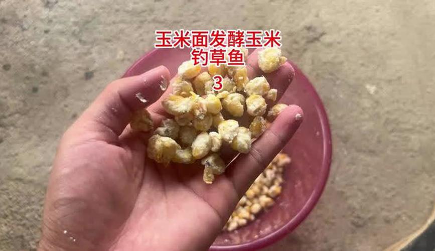 秋天釣草魚用什么餌最好釣_野釣草魚技巧_草魚習性規律