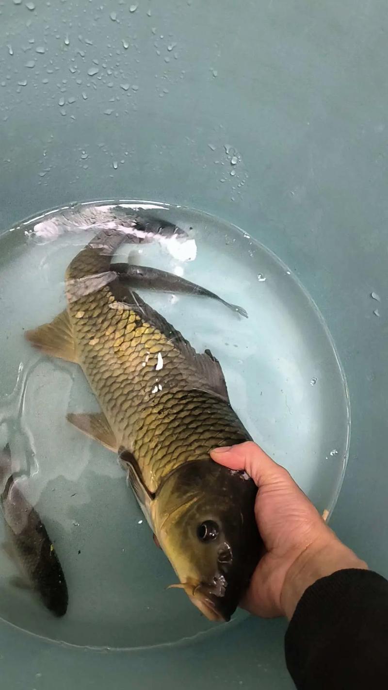 出水口入水口釣位選擇_夏季釣魚技巧_夏季六月份釣魚技巧