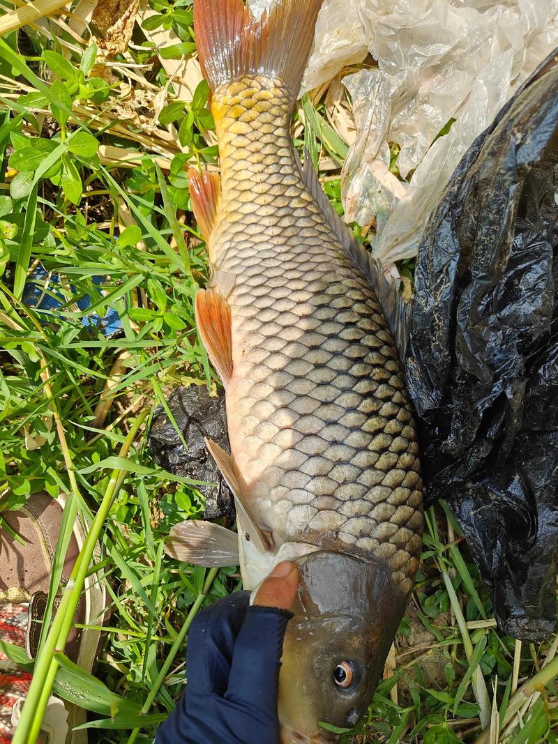 夏季釣魚技巧_夏季六月份釣魚技巧_出水口入水口釣位選擇