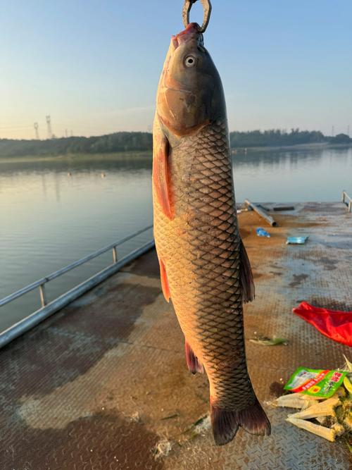 黑坑釣草魚技巧_黑坑釣草魚用什么餌料最好_黑坑釣草魚用什么餌料最好夏天