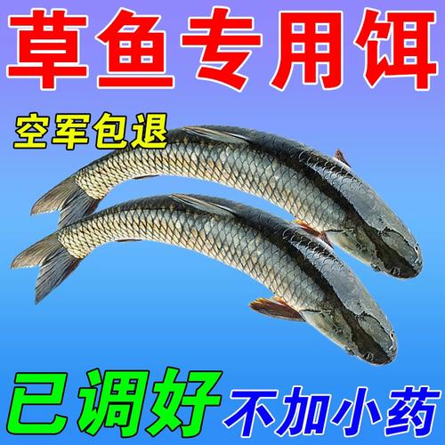 黑坑釣草魚用什么餌料最好夏天_夏季黑坑釣草魚技巧_黑坑草魚餌料配方