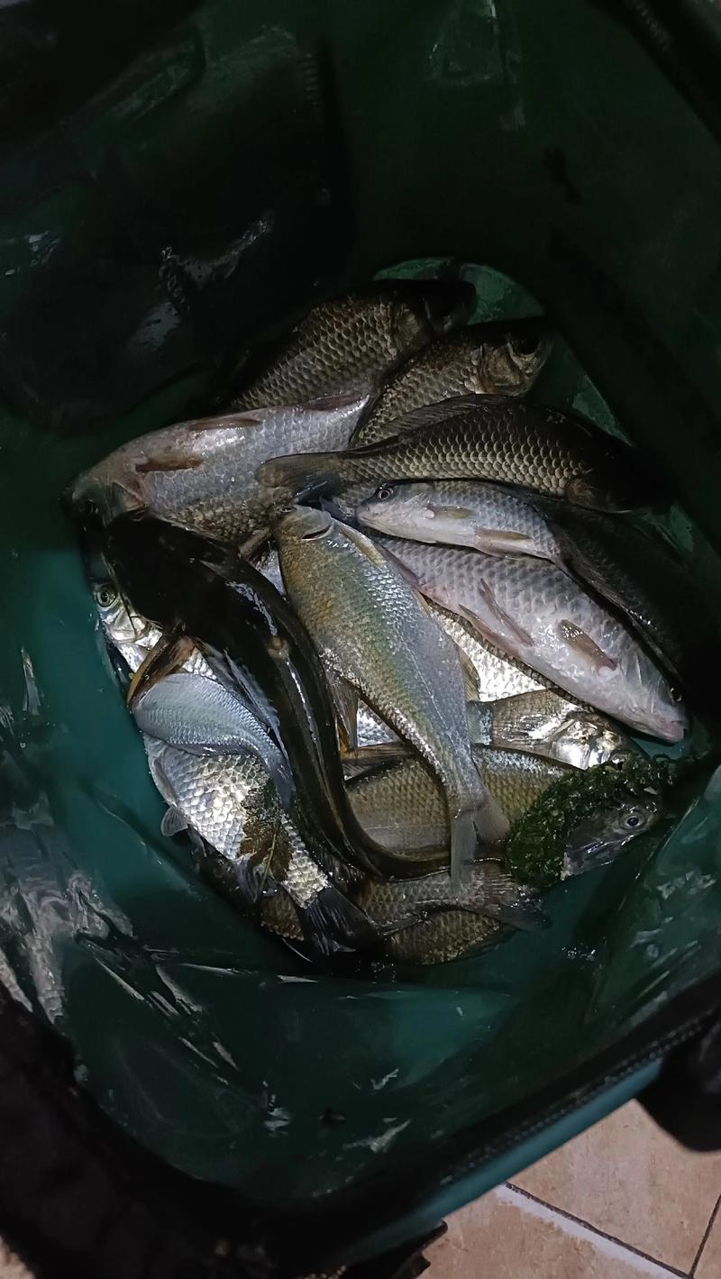 松山湖夜釣攻略_野釣鯪魚視頻_釣友爆竿經歷分享