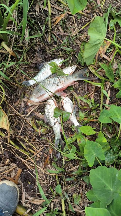 增江釣魚_野釣鯪魚視頻_水庫釣魚