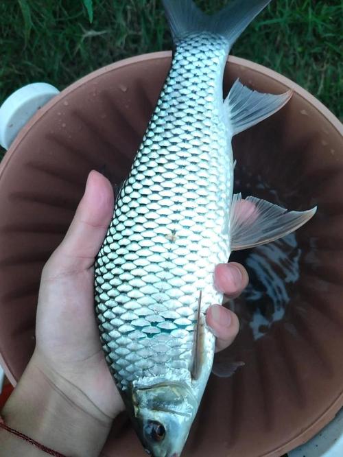 增江釣魚_水庫釣魚_野釣鯪魚視頻