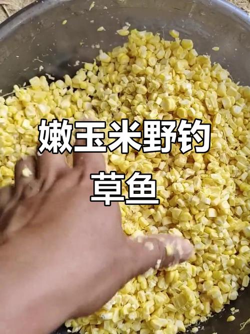 自家魚塘釣草魚用什么餌_嫩玉米釣草魚配方_夏季釣草魚用餌技巧