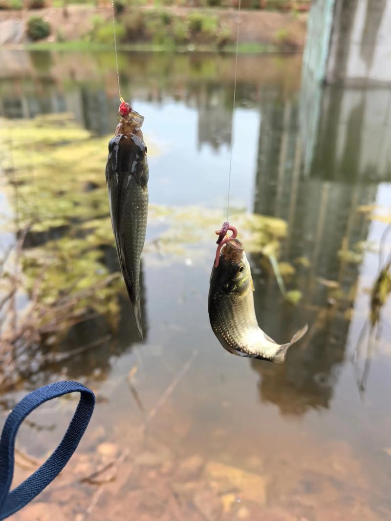 夏天漁獲_暴風雨來臨前出釣_臺風過后好鉤魚嗎