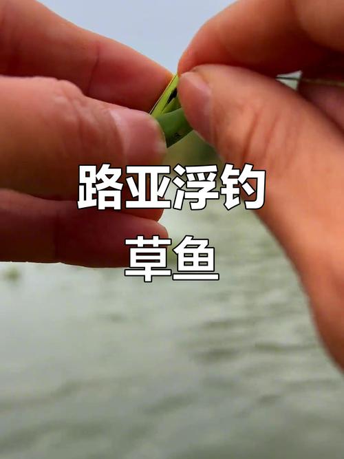 商品餌野釣技巧_魚塘釣草魚用什么餌最佳_鄧剛野釣方法
