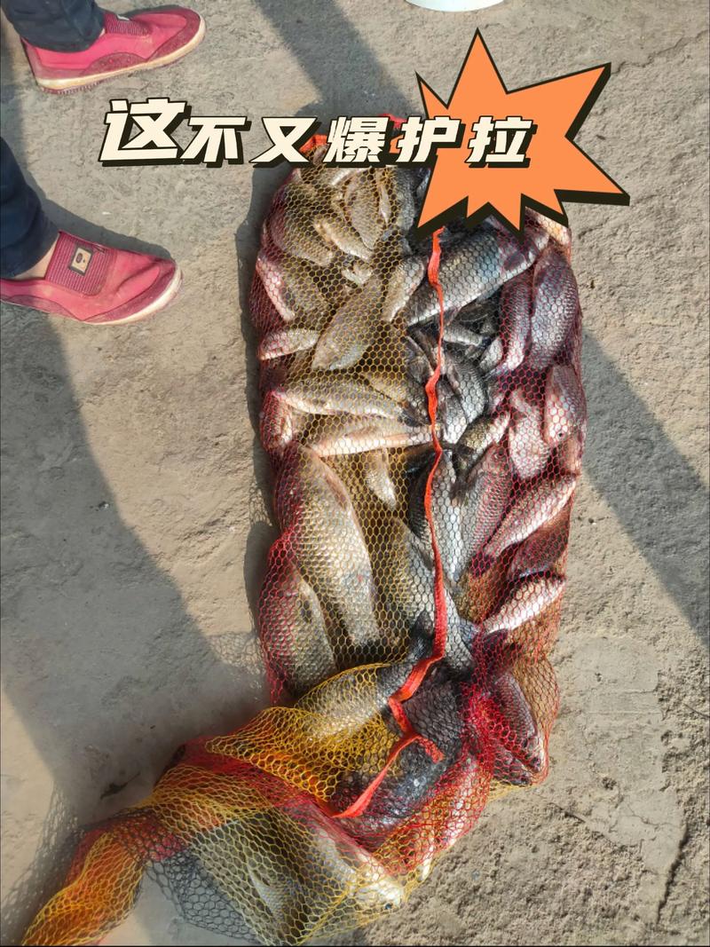 混養塘釣魚技巧_散養塘釣位選擇技巧_散養塘釣草魚經驗