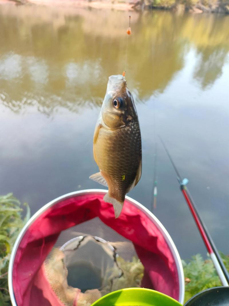 散養塘釣位選擇技巧_散養塘釣草魚經驗_混養塘釣魚技巧