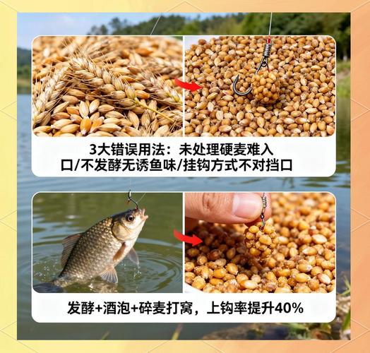 鯽魚吃小麥的原因_小麥釣大板鯽_用麥子釣鯽魚技巧口訣?