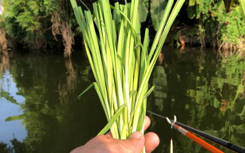 蔬菜餌料釣草魚技巧_魚塘釣草魚用什么餌最好釣_夏季釣草魚大蒜餌