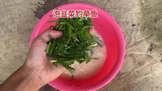 魚塘釣草魚用什么餌最好釣_夏季釣草魚大蒜餌_蔬菜餌料釣草魚技巧