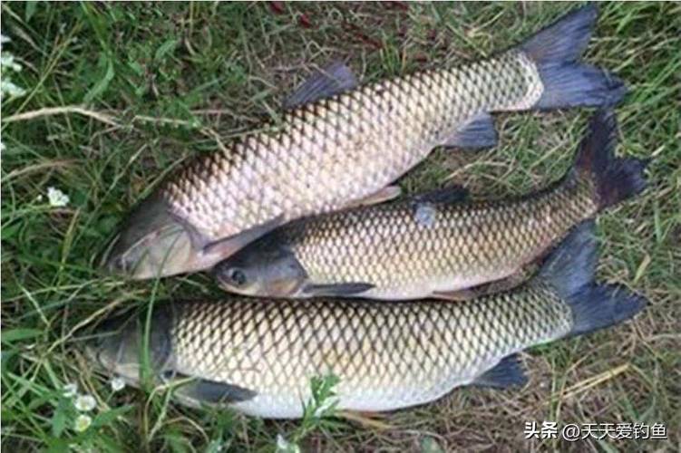 青草魚餌料選擇邏輯_肥水黑坑釣草魚用什么餌料最好_釣青草魚用什么餌料最好