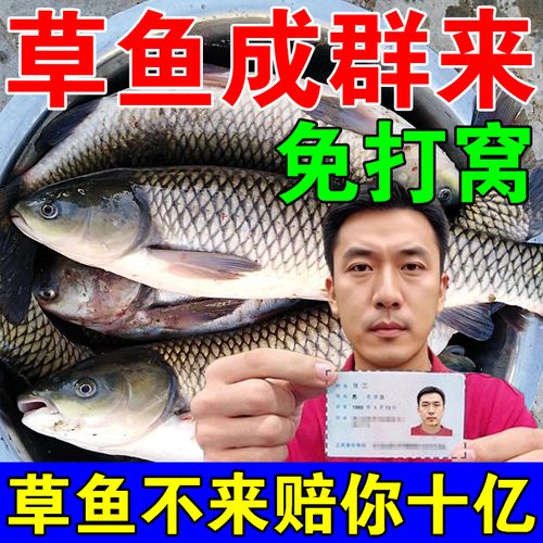 黑坑釣草魚用什么餌料最合適_黑坑釣草魚用嫩玉米_黑坑釣草魚青草餌料