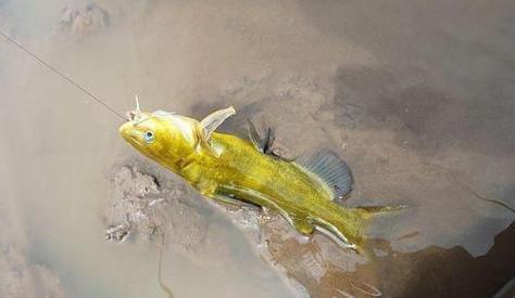 野釣黃顙魚_黃顙魚釣位選擇_釣黃顙魚技巧