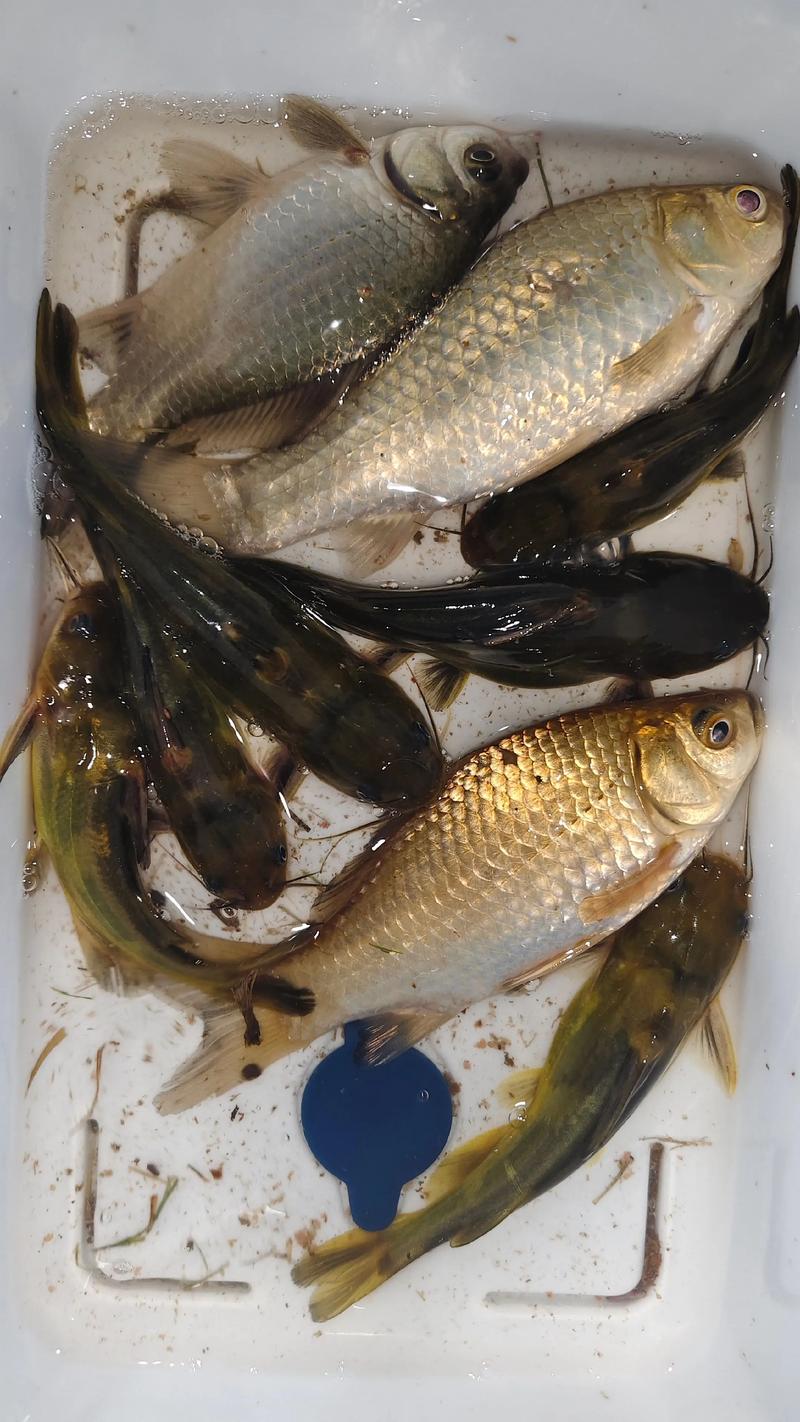 黃顙魚拋竿串鉤釣法_野釣黃顙魚_黃顙魚夜釣手竿釣法
