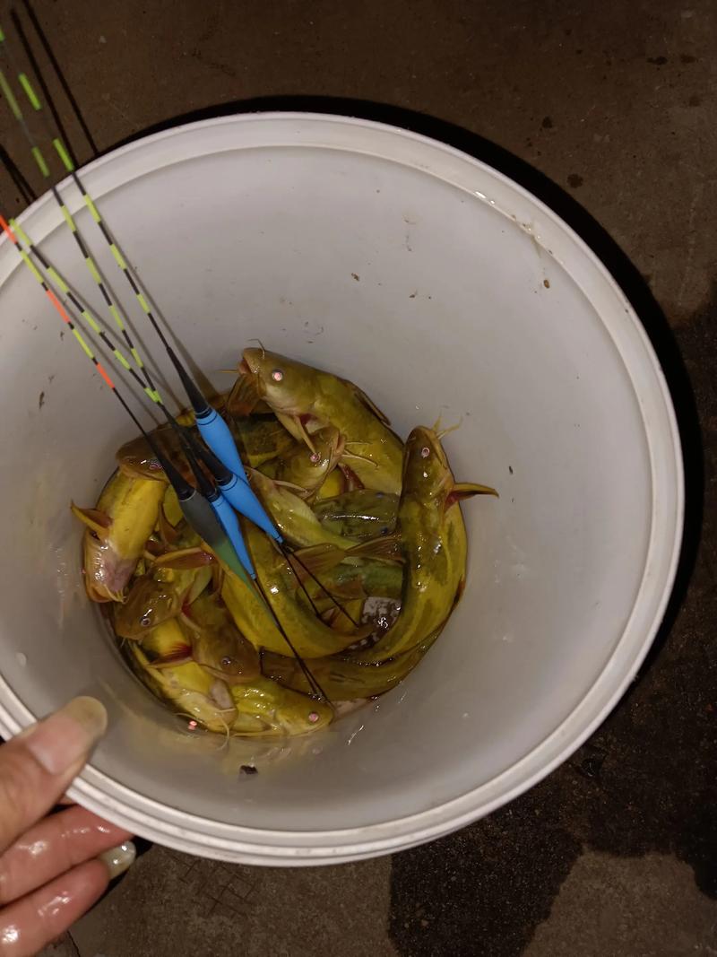 黃顙魚拋竿串鉤釣法_黃顙魚夜釣手竿釣法_野釣黃顙魚