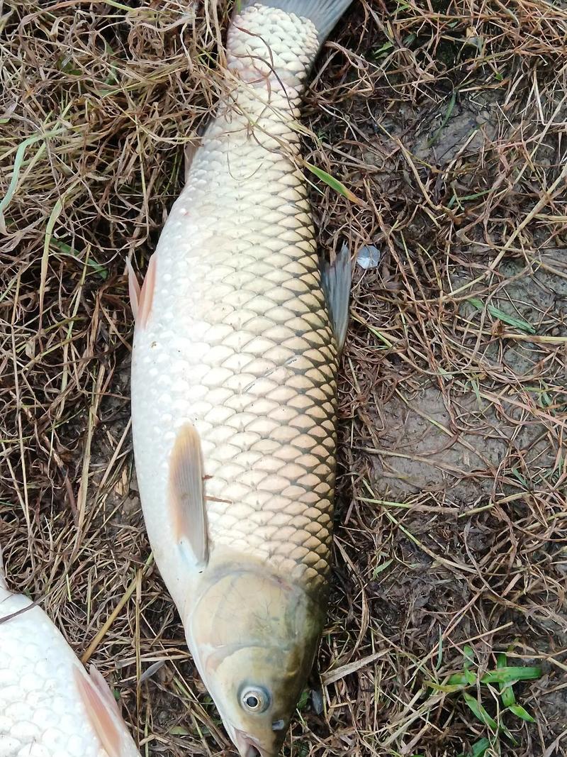 野河釣草魚用什么餌料最好_草魚打窩技巧_草魚窩料配方