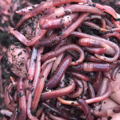 釣魚蚯蚓養殖技術_紅蚯蚓繁殖方法_自制紅蚯蚓養殖教程