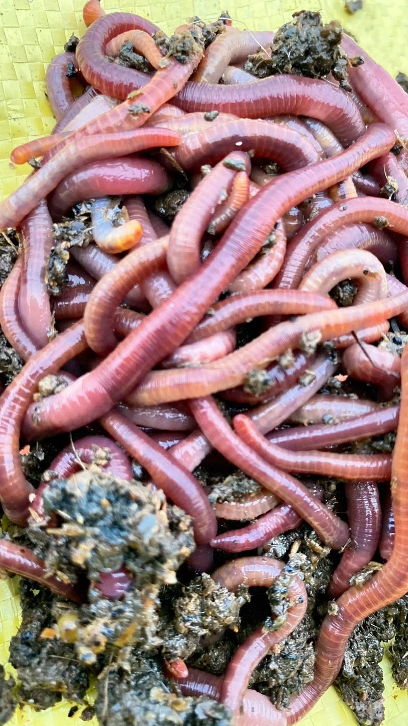 釣魚蚯蚓養殖技術_自制紅蚯蚓養殖教程_紅蚯蚓繁殖方法