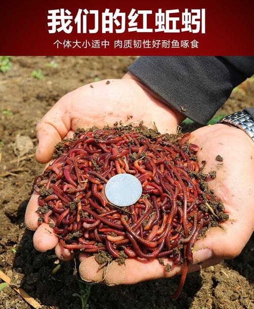 釣魚蚯蚓養殖技術_紅蚯蚓繁殖方法_自制紅蚯蚓養殖教程