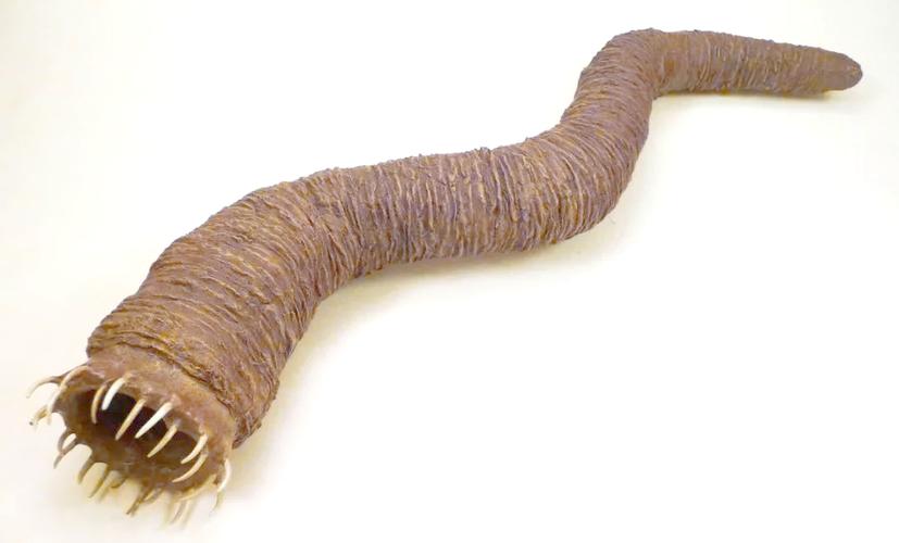 意思是打算的英文_deathworm是什么意思_意思是什么生肖