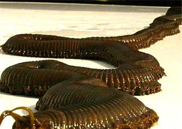 意思是打算的英文_deathworm是什么意思_意思是什么生肖