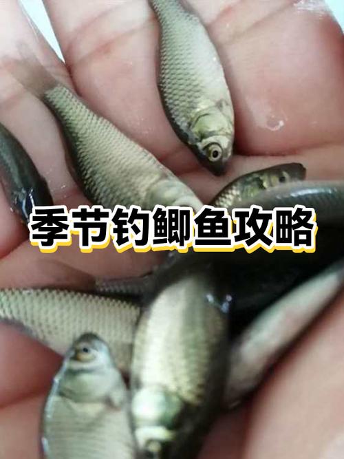 春天野釣鯽魚技巧_春季釣魚鯽魚方法_鯽魚釣魚技巧