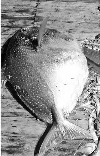 大月亮魚_月亮魚圖片_溫嶺月亮魚