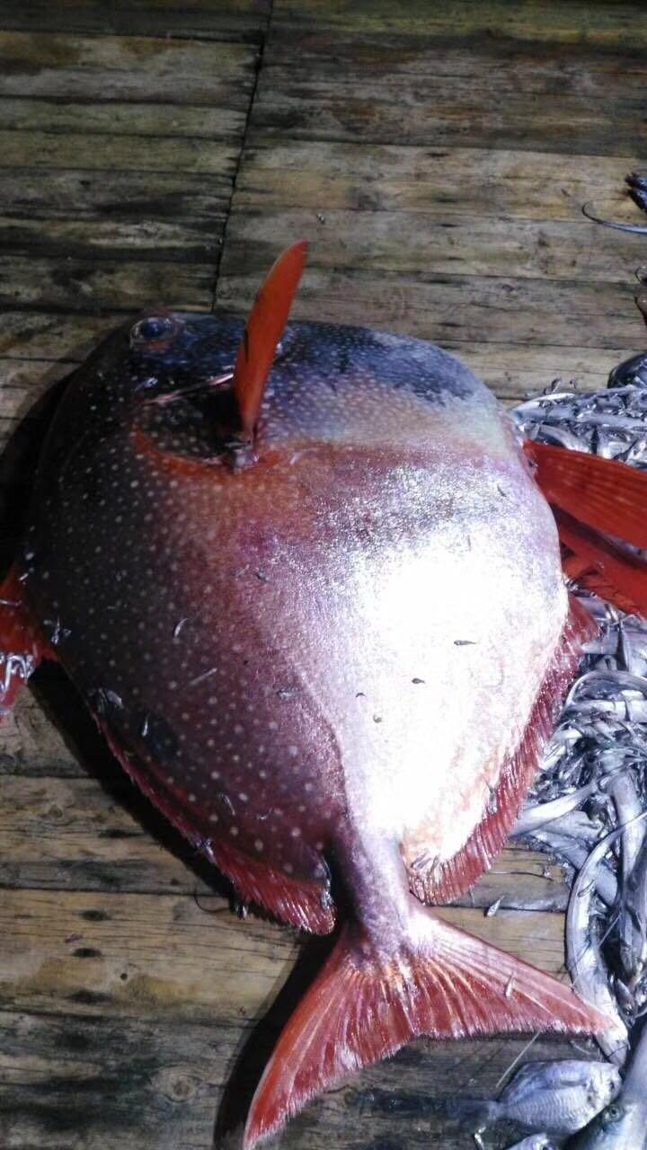 月亮魚圖片_大月亮魚_溫嶺月亮魚