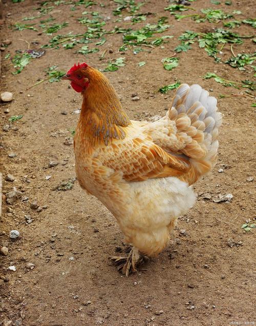 百年紅尾雉雞千年七彩雉雞青尾靈羽雞_紅尾稚雞