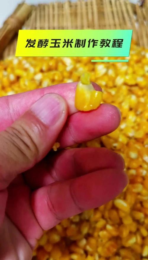 草魚秋冬季節餌料配方_冬天釣草魚用什么餌合適_釣草魚秋冬餌料選擇