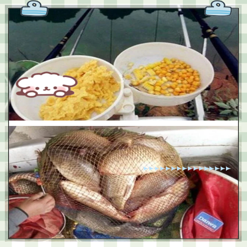 皖魚和草魚的區別 草魚用什么魚餌釣好 草魚釣餌選擇方法_長江釣草魚用什么餌最好