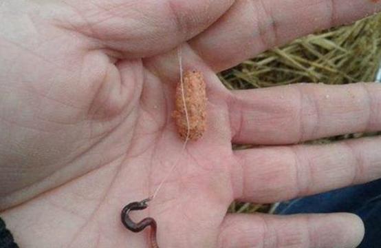 冬季釣草魚餌料 蚯蚓紅蟲玉米商品餌 自制餌配方_晚秋釣草魚用什么餌料