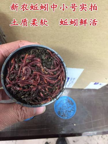 冬季釣草魚餌料 蚯蚓紅蟲玉米商品餌 自制餌配方_晚秋釣草魚用什么餌料