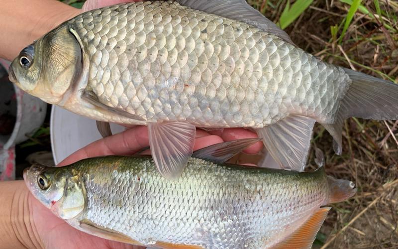 深秋釣草魚用什么餌料_草魚不同季節最佳餌料_野釣草魚餌料選擇