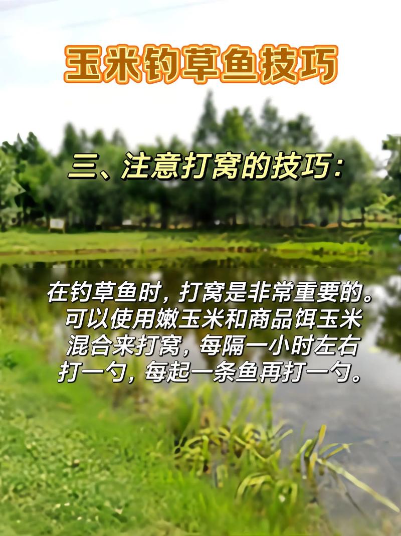 鮮嫩的玉米粒釣草魚技巧_初秋草魚釣魚攻略_秋天水庫釣草魚用什么餌料好