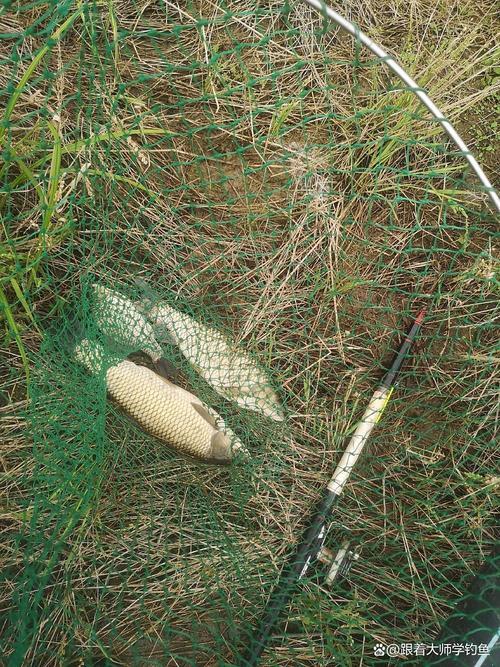 初秋草魚釣魚攻略_鮮嫩的玉米粒釣草魚技巧_秋天水庫釣草魚用什么餌料好