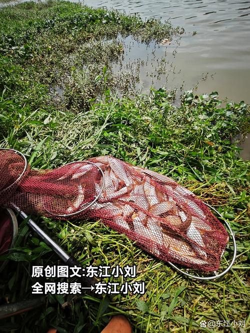 秋天水庫釣草魚用什么餌料好_草魚釣組選擇與餌料制作_初秋水庫釣草魚技巧