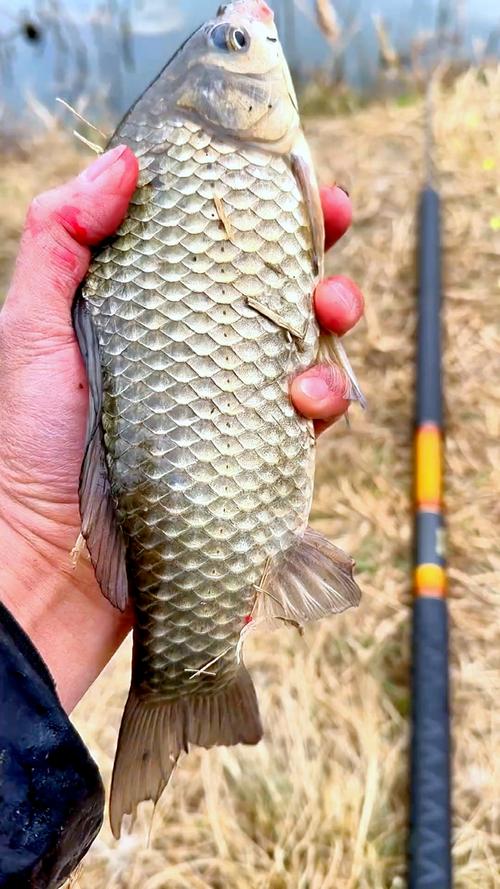 野釣鯽魚用多大線組_天冷釣鯽魚線組選擇_天冷釣鯽魚細線搭配