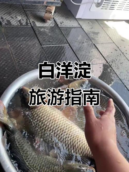 白洋淀旅游攻略_白洋淀野釣_白洋淀生態保護