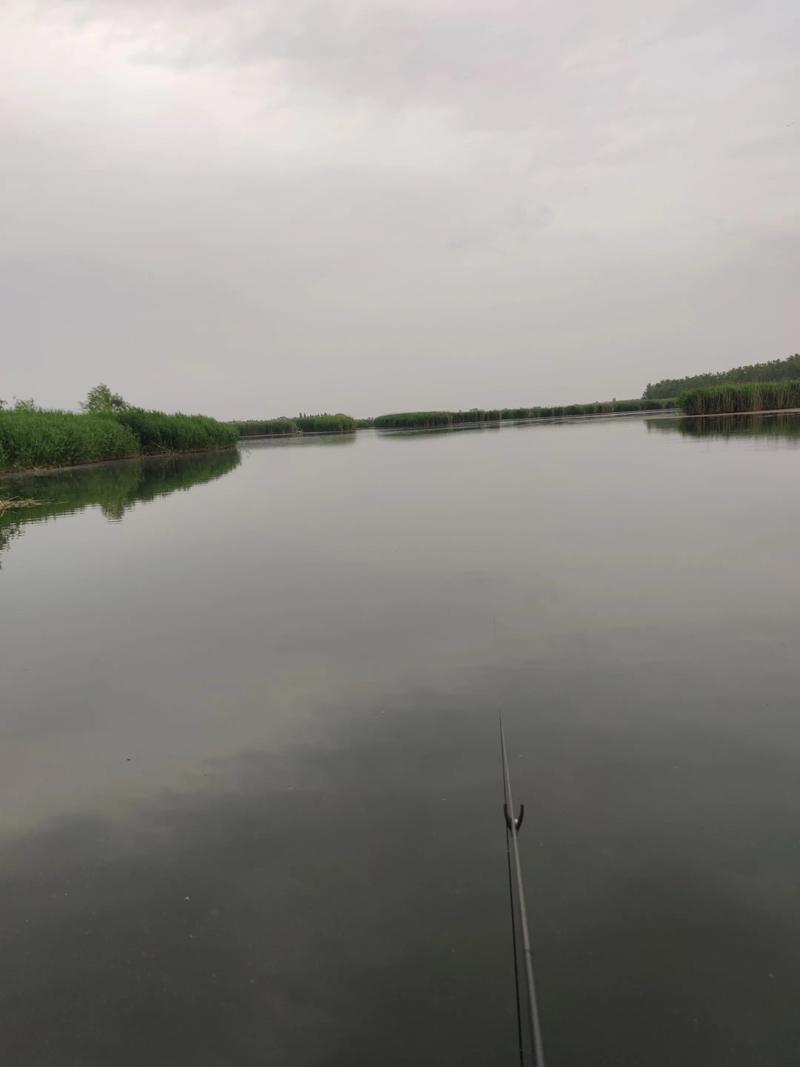 白洋淀野釣_白洋淀旅游攻略_白洋淀生態保護