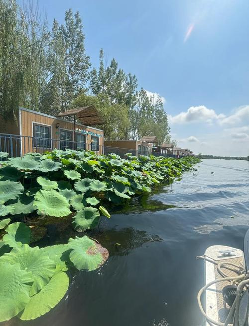 白洋淀旅游攻略_白洋淀野釣_白洋淀生態保護